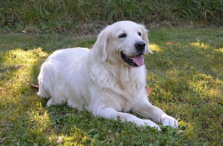 纯白色金毛犬：是纯种还是罕见变异？