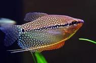 小型观赏鱼：比丽丽鱼更美，饲养难度低且爆缸能力强