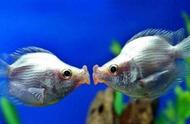 这种鱼因“接吻”而闻名世界，连条鱼都敢如此大胆地展示爱情？
