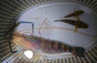 大虾入侵珠江：钓起一只满腹虾卵，预示着繁殖季节的来临？