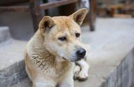 中华田园犬：一种具有死心眼特质的狗，你怎么看？