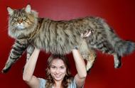 缅因猫：古老大型猫咪的霸气外表与温柔内心的完美结合