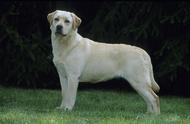 拉布拉多犬的全面养护与训练指南