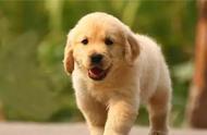 全球搜寻：18种最适合陪伴孩子成长的可爱网红狗狗
