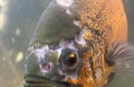 为什么现在的科学观点认为观赏鱼的头洞病与六前鞭毛虫关系不大？
