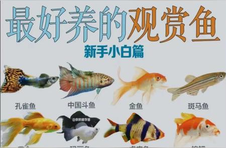 新手友好：推荐易养观赏鱼品种及更多选择