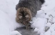 霸气十足的挪威森林猫：俄罗斯网友的宠物故事