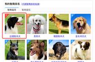 边境牧羊犬：最聪明的狗狗种类？为什么7个月的边牧行为反常？