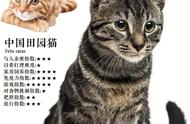 十大热门短毛猫品种一览：你准备好养猫了吗？