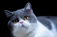 宠物猫系列：重点色短毛猫的特点与魅力