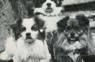 寻根问祖系列（76）：西藏猎犬的起源与特性