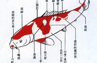 锦鲤鉴赏入门：标准与技巧