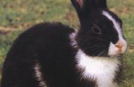 宠物世界：荷兰兔特辑