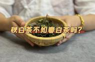 5分钟教你识别春白茶和秋白茶，哪个更值得投资？