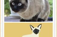 猫咪种类一览：通过图片和插画深入了解