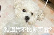 比熊犬的养育难题：为何弃养率居高不下？