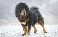 高原守护者：藏獒 Tibetan Mastiff