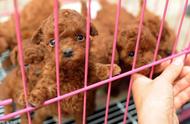 泰迪犬纯度鉴定：6个关键点让你成为养狗达人