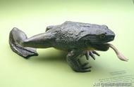 非洲蛙类：生活环境挑剔，濒临灭绝