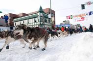 与雪橇犬共度两千公里长途跋涉，独特之旅尽显无尽风光！