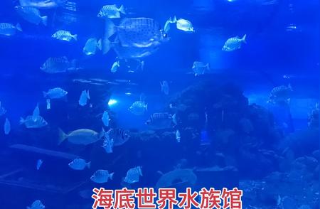 梦幻海底世界水族馆：探索神秘的海洋奇观