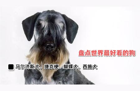 世界最美的狗：马尔济斯犬上榜，你还知道哪些品种？