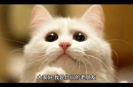 喵星人入侵！探索新加坡猫的独特魅力