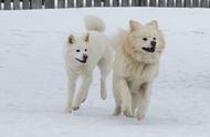 日本热门犬种Wasao失去伴侣，民众忧心忡忡