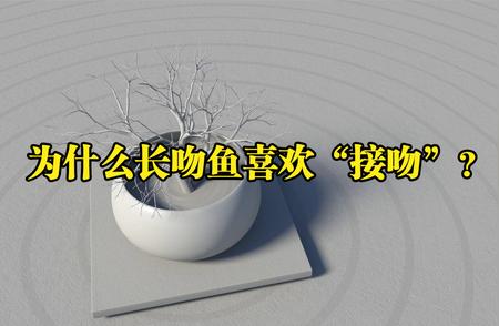 揭秘长吻鱼接吻背后的神秘原因