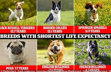 杰克罗素梗犬：英国最长寿的犬种，法斗寿命仅为4.5岁