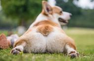 宠物知识：了解威尔士柯基犬的蜜桃臀和小短腿特性