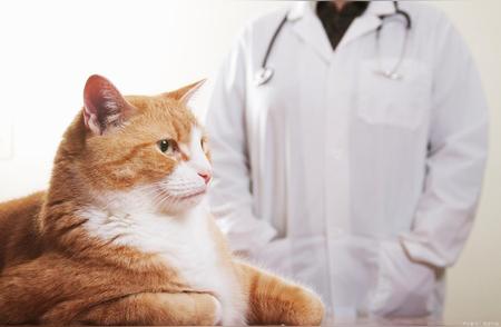 猫咪心脏病的基础知识解析