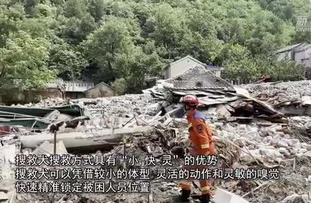 门头沟灾区的救援英雄：北京消防搜救犬的精准施救