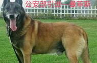 老血马犬：中系马里奴阿犬的独特魅力