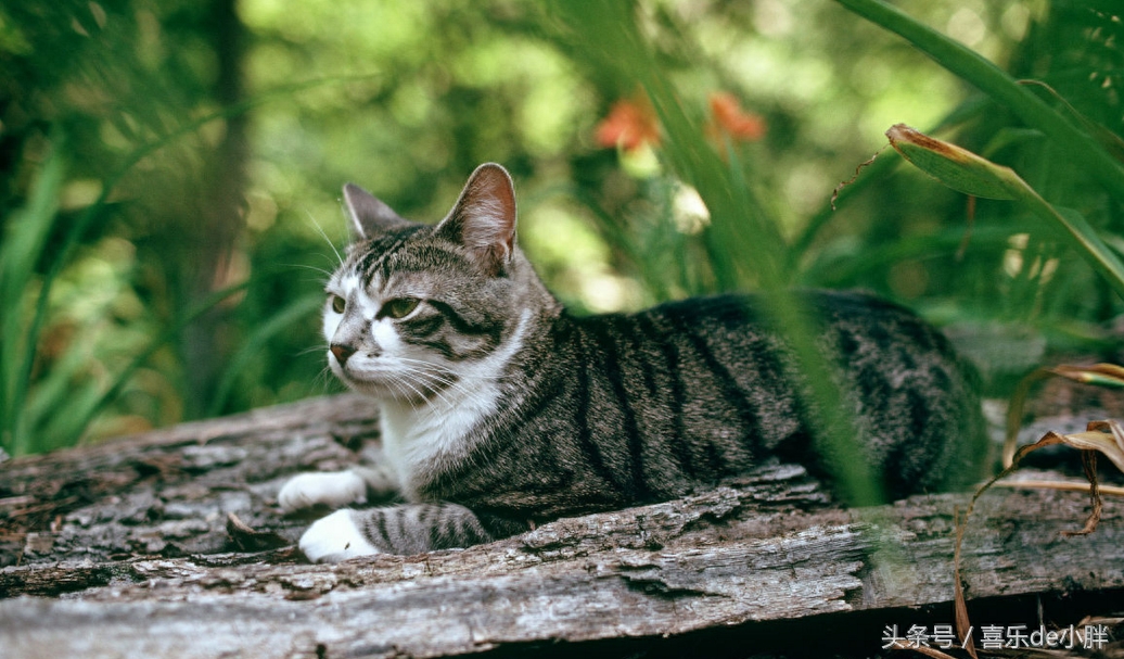 世界10大名贵短毛猫，见过4个以上的人不多