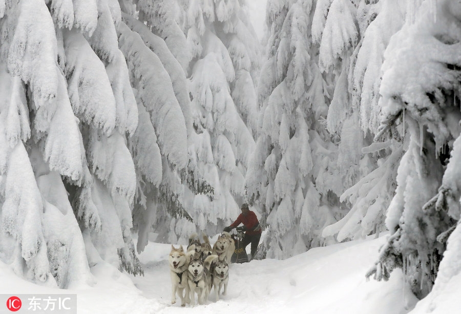 世界最艰苦雪橇犬大赛举行 狗狗雪原跋涉勇气耐力惊人