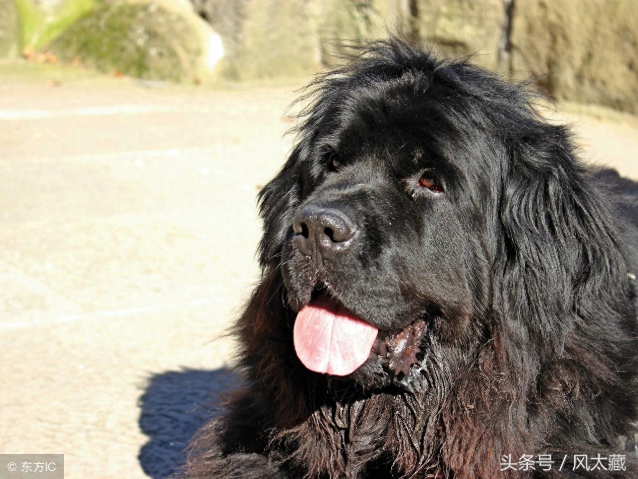 纽芬兰犬你喜欢这样的大狗么