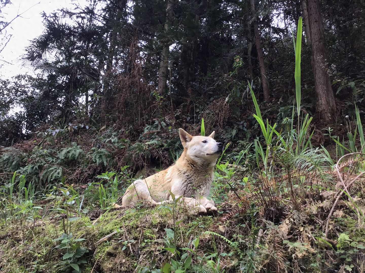 中华田园犬在山上自由自在玩的时候，三连拍，宠物狗羡慕吧？