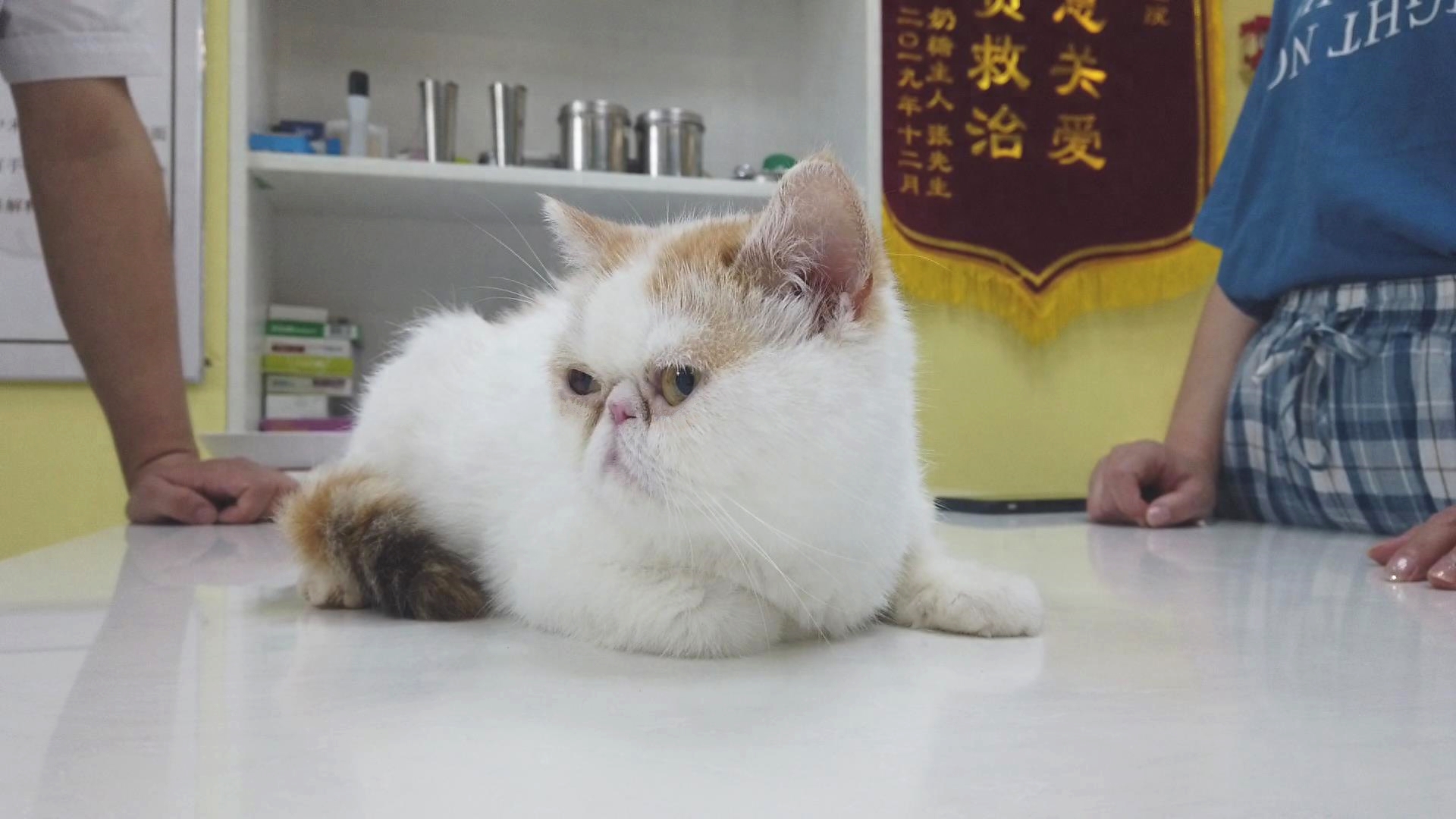 加菲半夜生下只没有气息的猫崽，来医院发现难产了