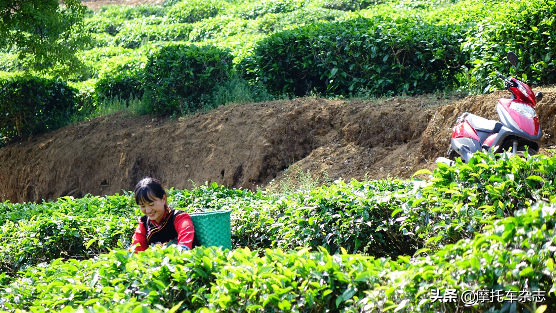 都知道春茶好，有多少人知道为什么好？