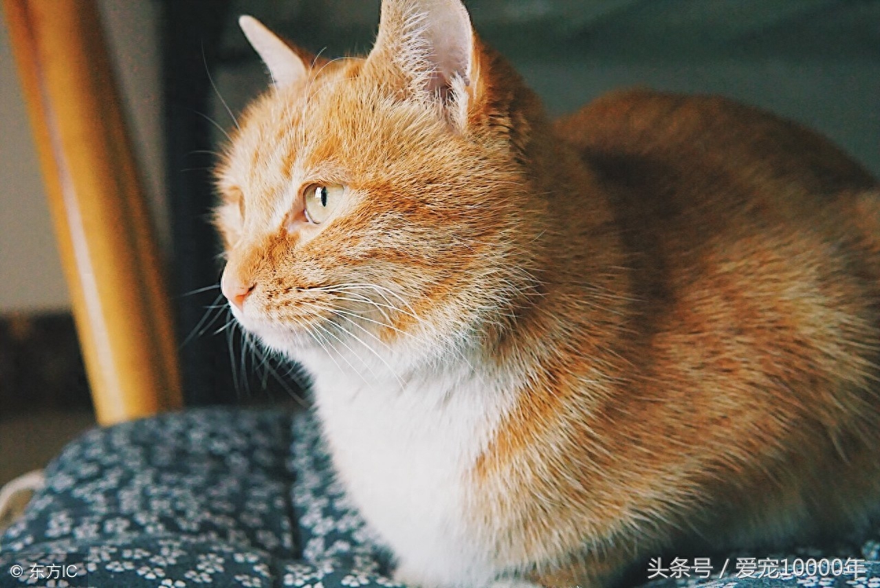 虎斑猫的爱情：重生了100万次，爱上这只白猫后，愿一起去死