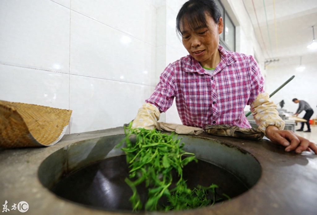 中国历史名茶“太平猴魁”