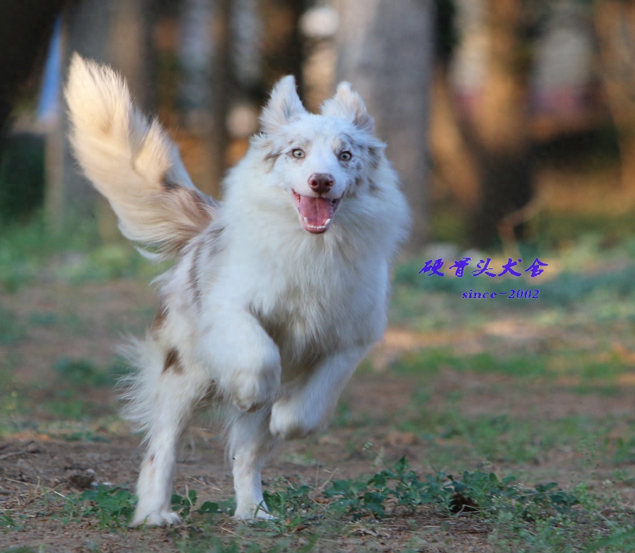 常见的不同颜色的边境牧羊犬