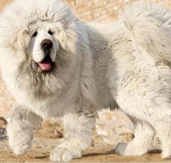 藏獒 Tibetan Mastiff