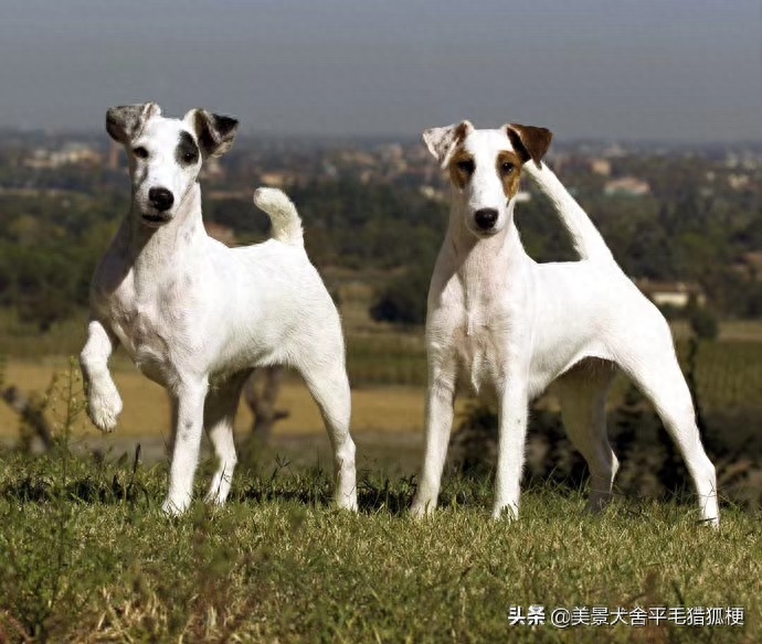 平毛猎狐梗，体重只有十八九斤的小型宠物犬。