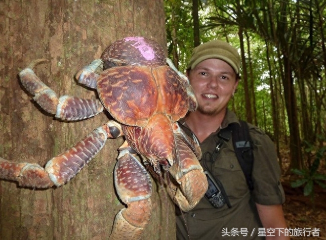 直击：世界上最大的陆地节肢动物——椰子蟹，下水会被溺死，寿命可达60年